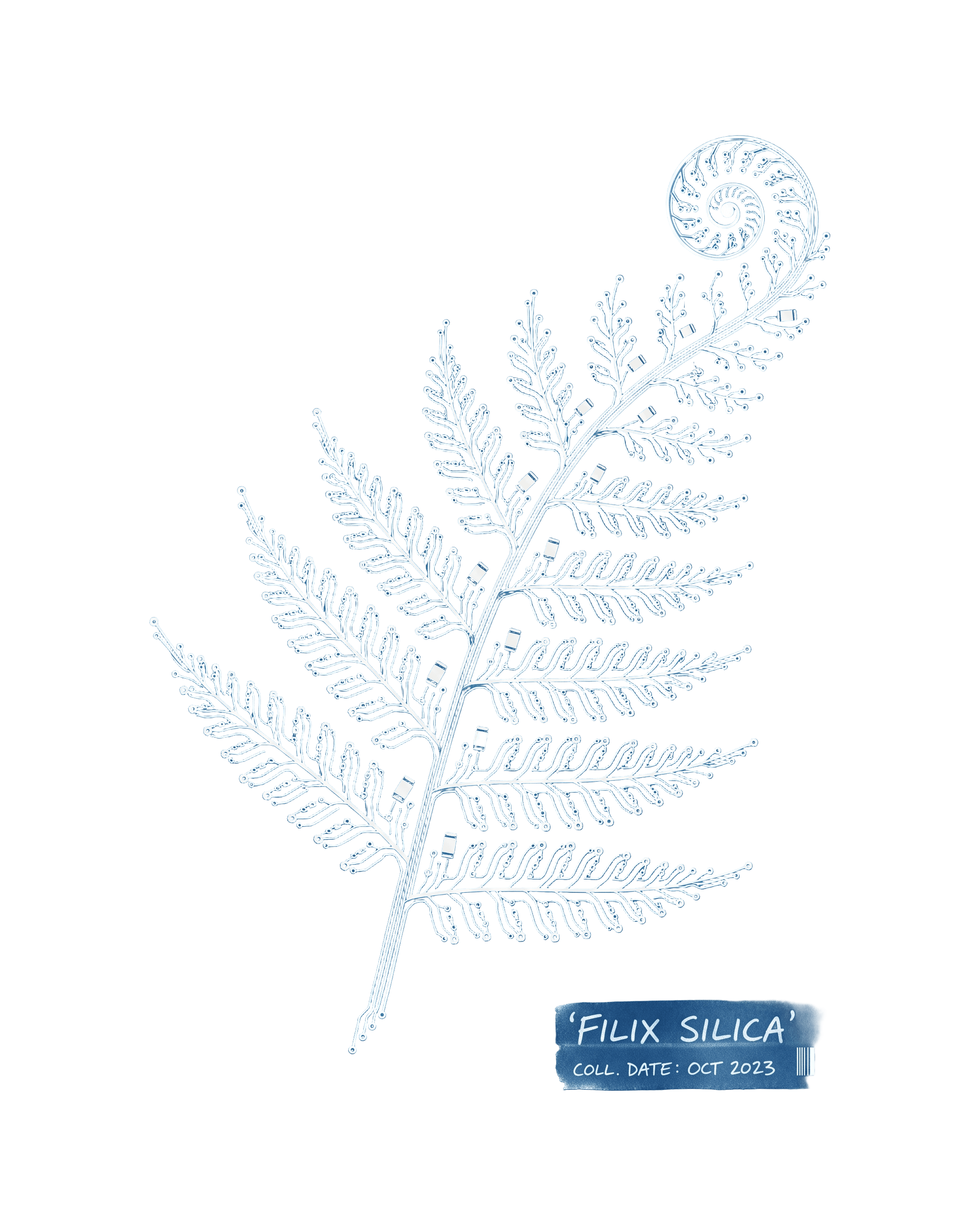 Filix Silica